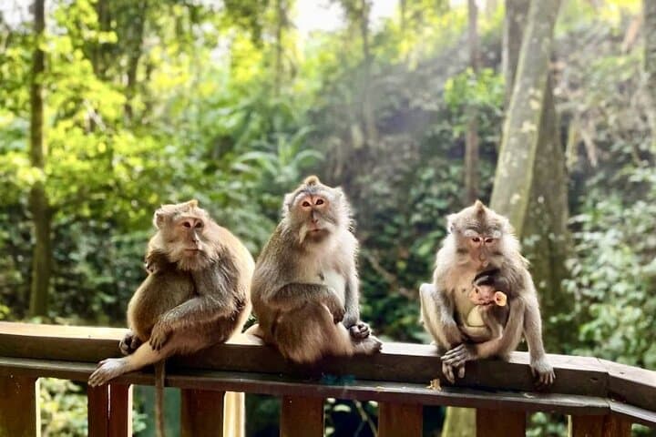 Ayung River Rafting and Ubud Monkey Forest Full-Day Trip photo 3