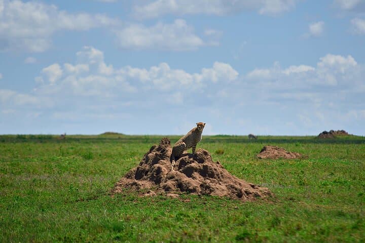3-Day Safari: Manyara, Ngorongoro Crater & Tarangire Highlights photo 2