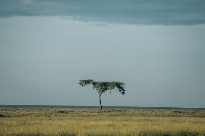 3-Day Safari: Manyara, Ngorongoro Crater & Tarangire Highlights photo 3