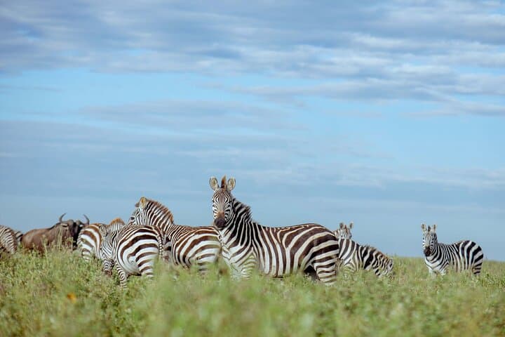 3-Day Safari: Manyara, Ngorongoro Crater & Tarangire Highlights photo 4