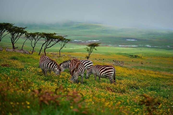 3-Day Safari: Manyara, Ngorongoro Crater & Tarangire Highlights photo 5