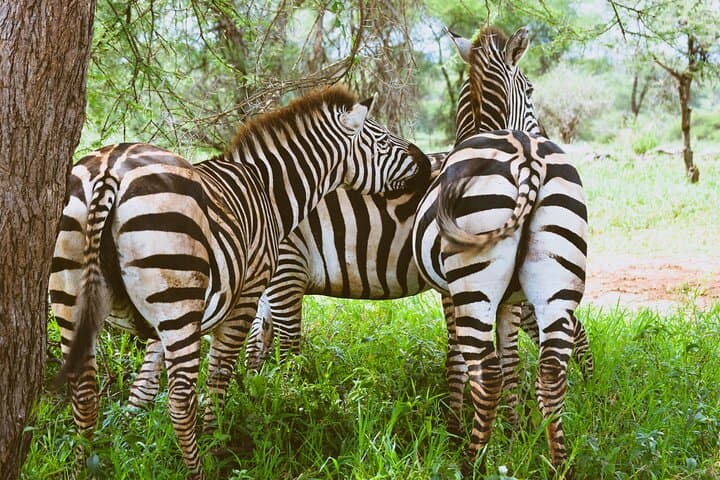 3-Day Safari: Manyara, Ngorongoro Crater & Tarangire Highlights photo 6