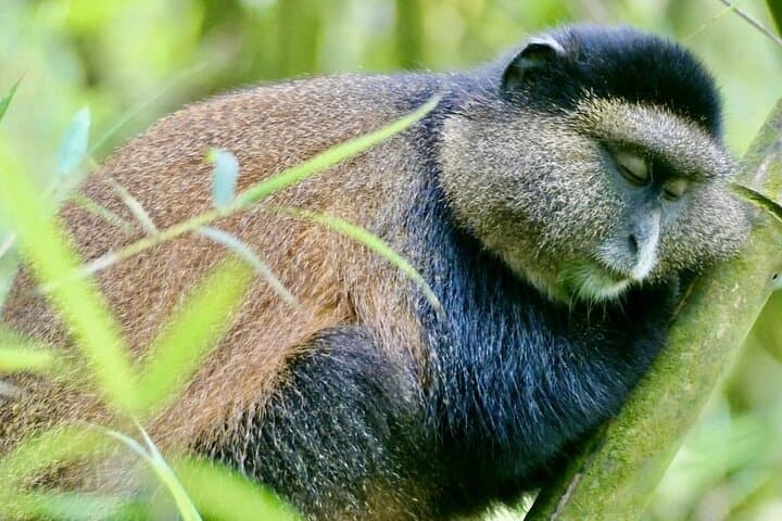 5-Day Cultural and Historical Rwanda Tour: Kigali, Volcanoes & Akagera Highlights photo 4