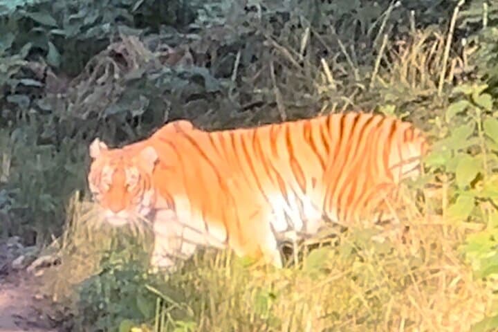 2-Night Chitwan Safari: Jeep, Canoe & Tharu Culture photo 3