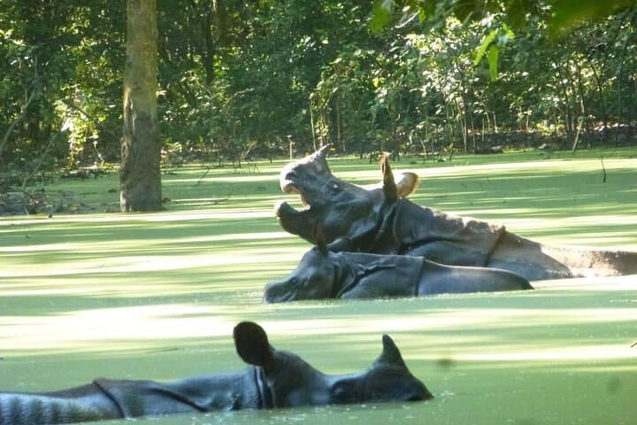 2-Night Chitwan Safari: Jeep, Canoe & Tharu Culture photo 4
