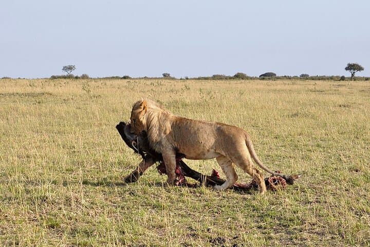 Nairobi City Excursion: Half-Day Cultural and Giraffe Center Experience