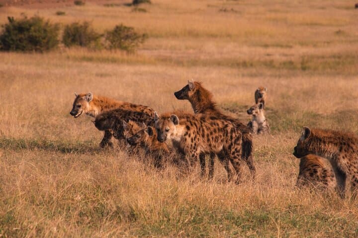 Nairobi City Excursion: Half-Day Cultural and Giraffe Center Experience photo 2