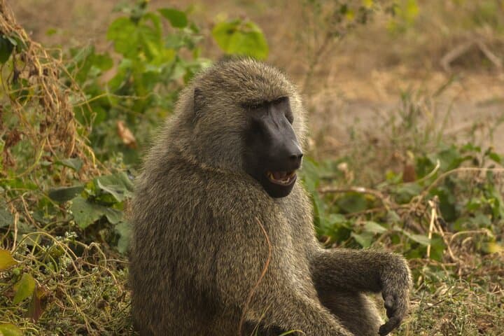 Tarangire National Park Day Safari: Elephants, Baobabs & Practical Tips photo 2
