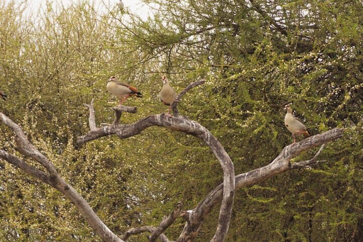 Tarangire National Park Day Safari: Elephants, Baobabs & Practical Tips photo 4