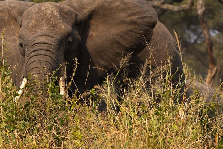 Tarangire National Park Day Safari: Elephants, Baobabs & Practical Tips photo 5