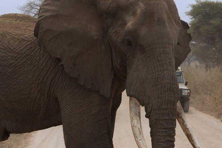 Tarangire National Park Day Safari: Elephants, Baobabs & Practical Tips