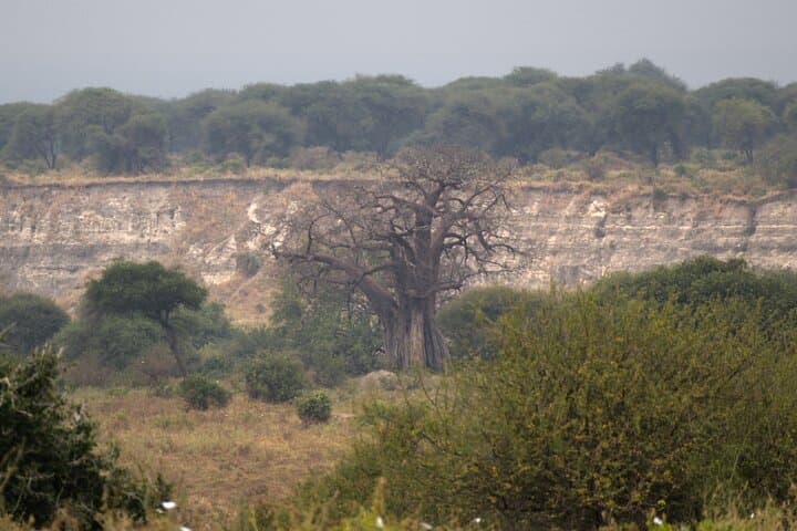 Tarangire National Park Day Safari: Elephants, Baobabs & Practical Tips photo 3