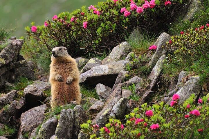 Alpine Wildlife Observation Day in Megève: Guided Animal Tracking at Mont Joly