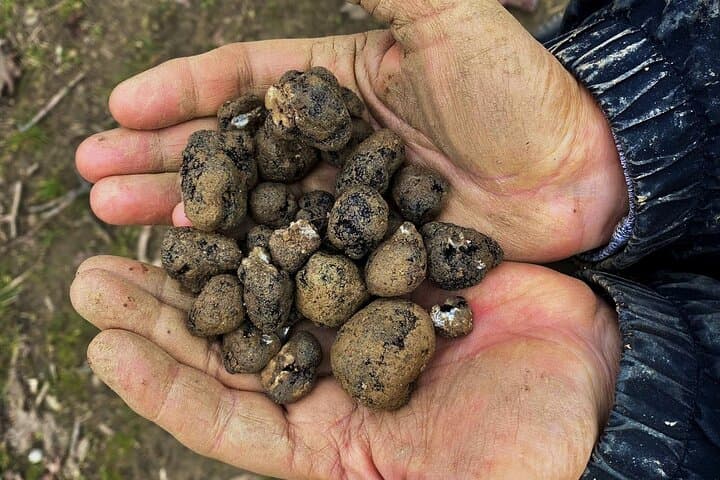 Truffle Hunting Near Turin: Hands-On Piedmont Foraging & Trattoria Lunch photo 5