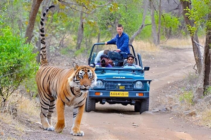 Rajasthan Golden Triangle & Ranthambhore Tiger Safari: 10-Day Road Trip photo 3