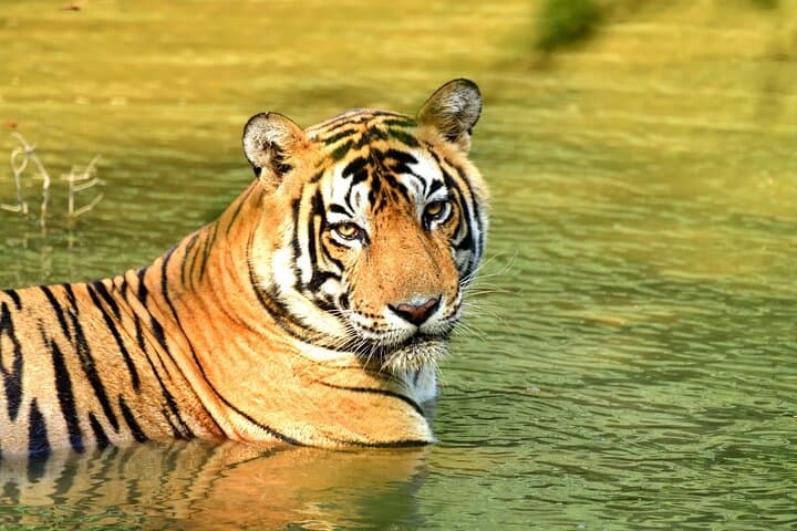 golden-triangle-and-ranthambhore-tiger-safari-4-day-private-tour-from-delhi photo 1