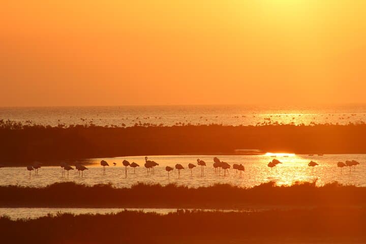 Sunset Among Flamingos in the Ebro Delta — Trabucador Guided Evening Birdwalk photo 2