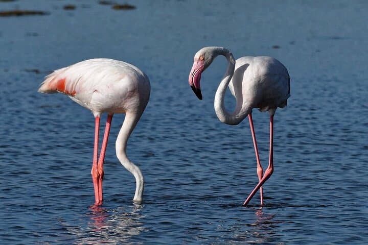 Sunset Among Flamingos in the Ebro Delta — Trabucador Guided Evening Birdwalk photo 5