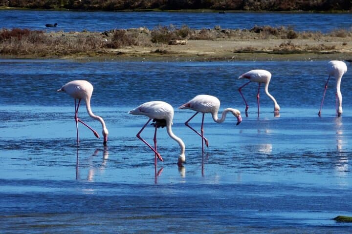 Sunset Among Flamingos in the Ebro Delta — Trabucador Guided Evening Birdwalk photo 6