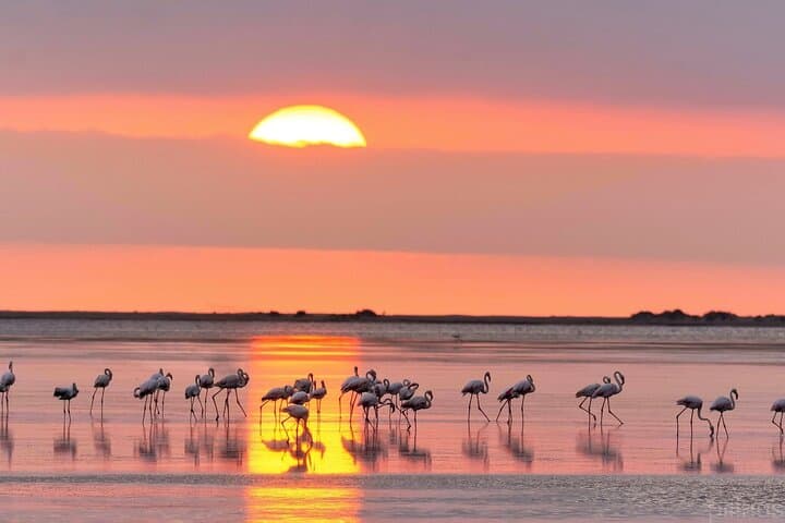 Sunset Among Flamingos in the Ebro Delta — Trabucador Guided Evening Birdwalk