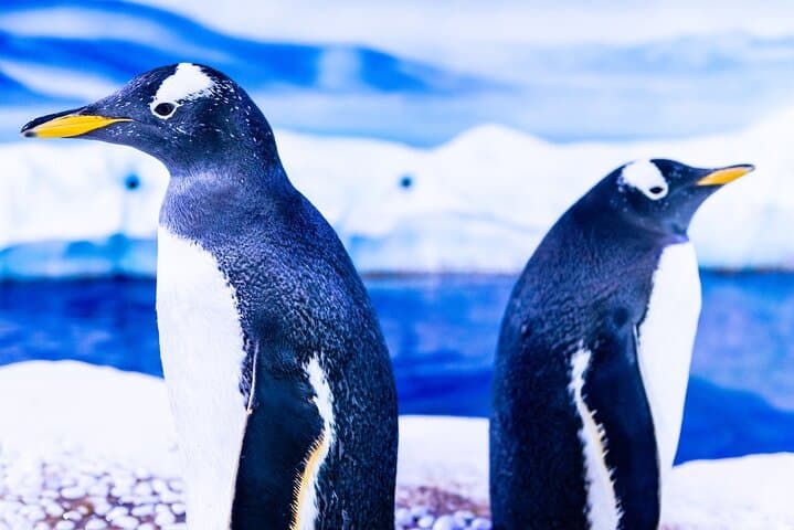 Madame Tussauds & SEA LIFE London Aquarium Combo Ticket Guide photo 6