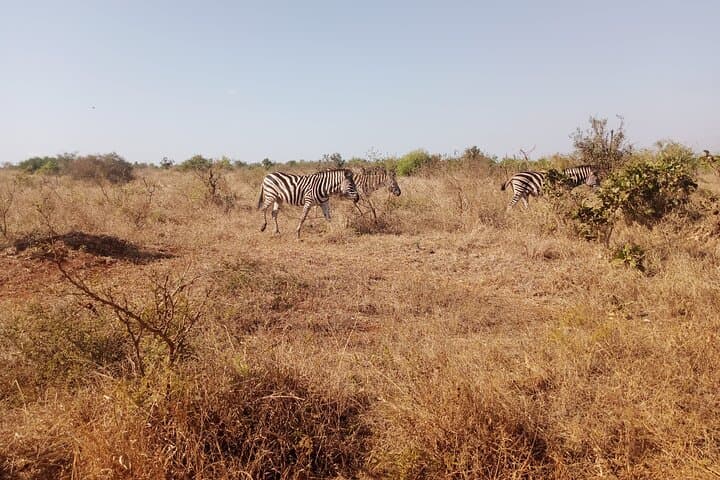 Kruger Park Safari from Maputo: One-Day Big Five Adventure photo 3