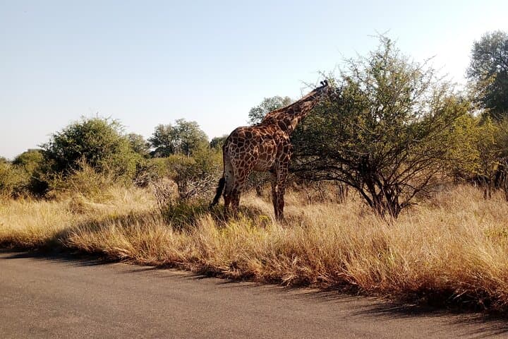 Kruger Park Safari from Maputo: One-Day Big Five Adventure photo 2