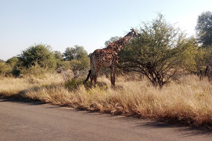 Kruger Park Safari from Maputo: One-Day Big Five Adventure photo 4