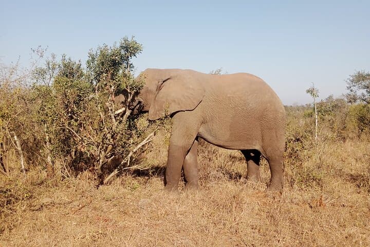 Kruger Park Safari from Maputo: One-Day Big Five Adventure photo 5