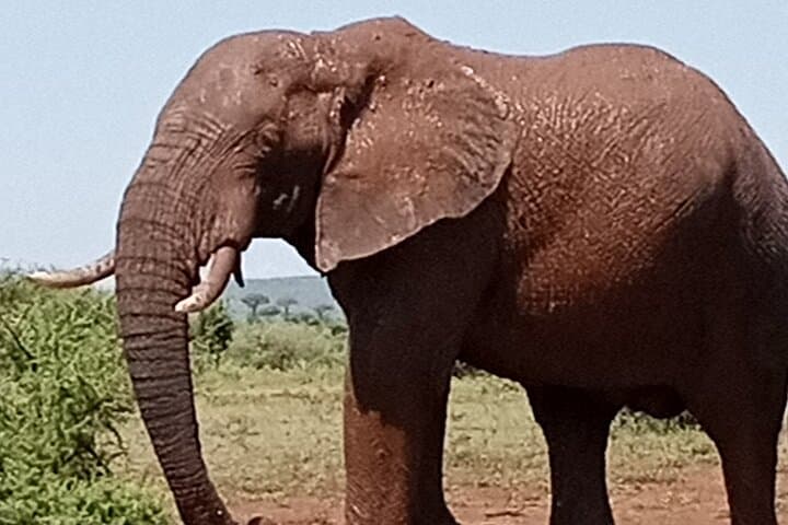 Kruger Park Safari from Maputo: One-Day Big Five Adventure photo 6