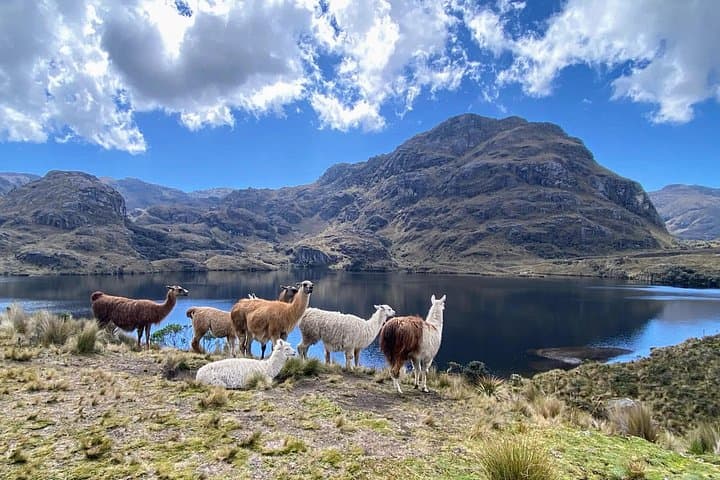 Full-Day Hike in Cajas National Park: Polylepis Forests & Highland Lakes from Cuenca