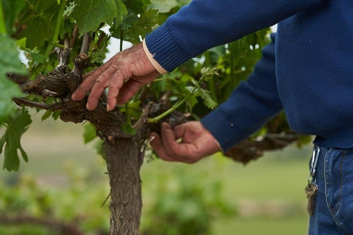 Moment Tour Tasting: Private Vineyard & Wine Tasting near Santiago photo 4