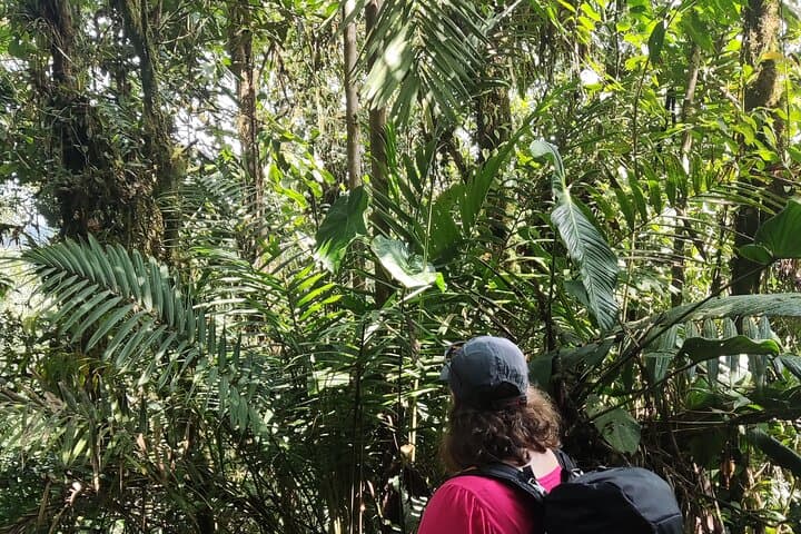 Mindo Cloud Forest Waterfall Hike: Private Full-Day from Quito