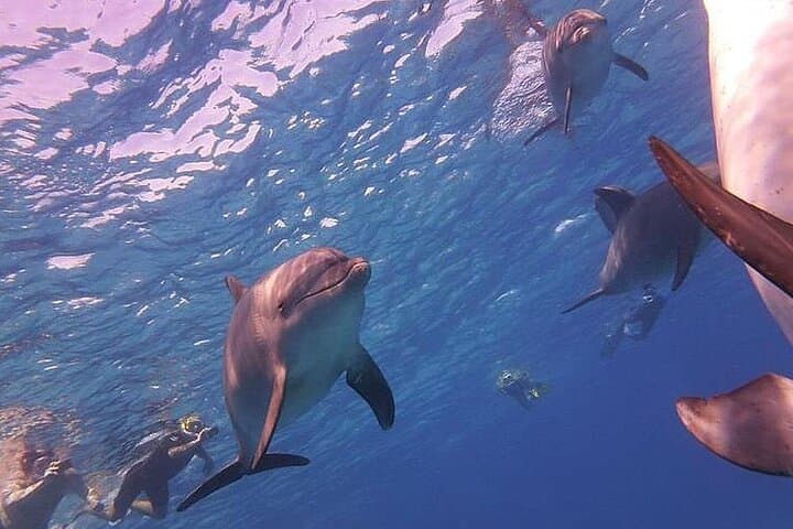 Private Hurghada Dolphin House Speedboat & Snorkeling Tour photo 2