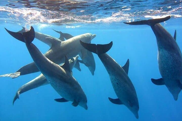 Private Hurghada Dolphin House Speedboat & Snorkeling Tour photo 3