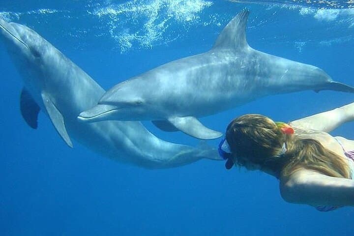 Private Hurghada Dolphin House Speedboat & Snorkeling Tour photo 4