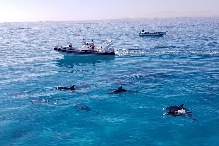 Private Hurghada Dolphin House Speedboat & Snorkeling Tour photo 6