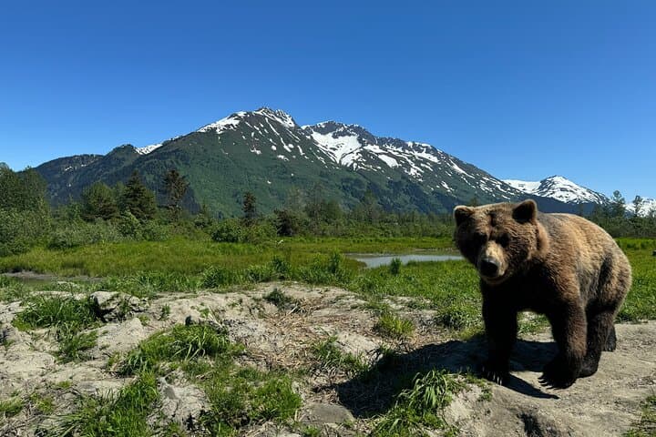 Exploring Alaska’s Turnagain Arm: Anchorage to Seward Cruise Transfer and Private Tour photo 3