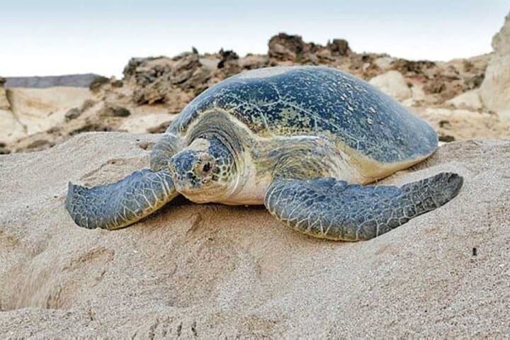 Oman’s East Coast Odyssey: Wadi Shab, Ras Al Jinz Turtles & Wahiba Sands in 2 Days
