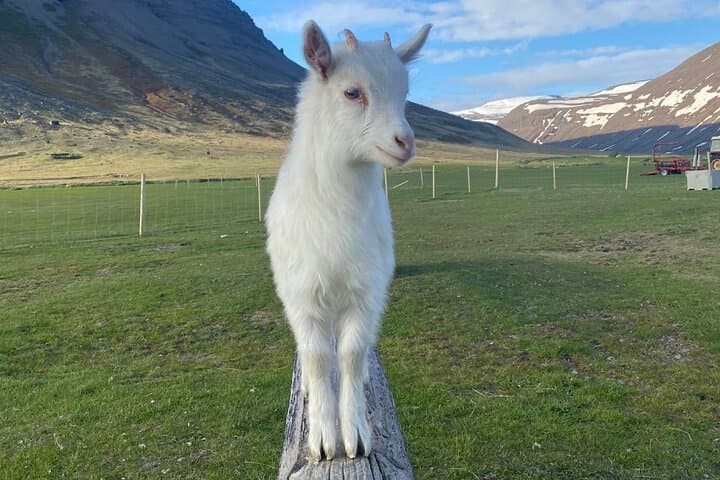 Journey to Dynjandi: Westfjords Waterfalls, Farm Life & Skrudur Garden