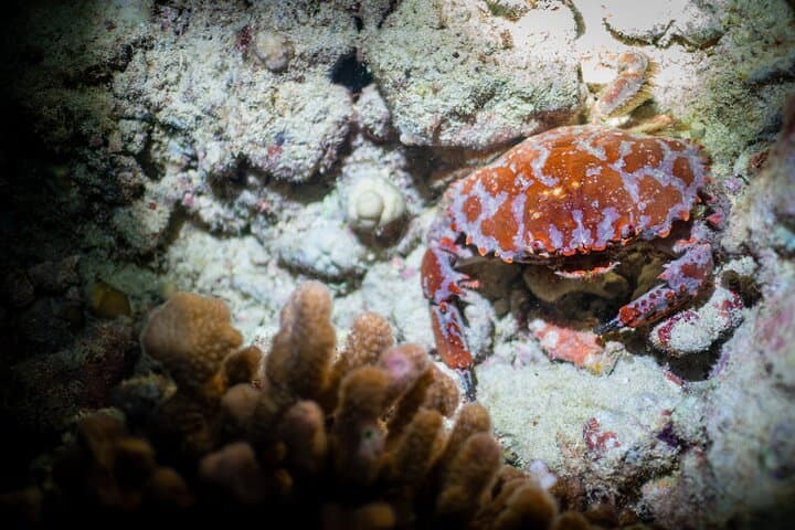Night Dive Adventure in Oahu: Maunalua Bay Two-Tank After-Dusk Reef Dives photo 3