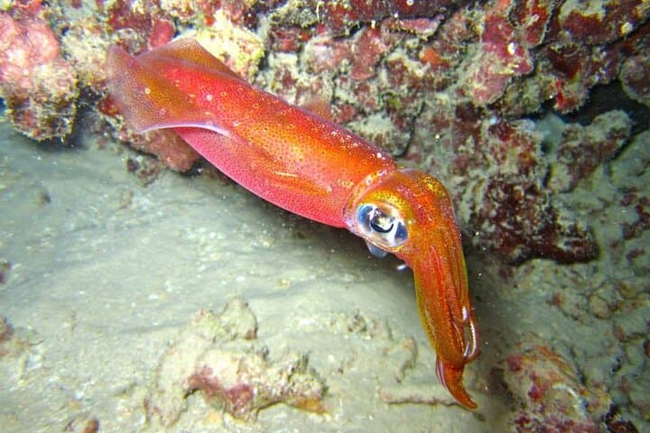 Night Dive Adventure in Oahu: Maunalua Bay Two-Tank After-Dusk Reef Dives photo 6