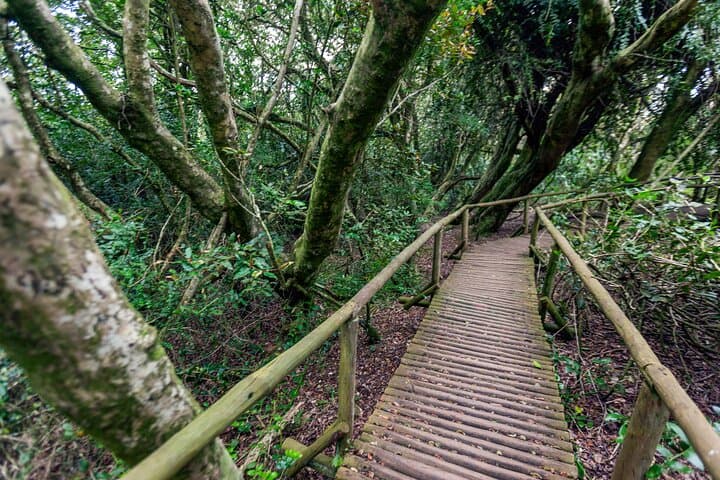 Fray Jorge National Park Fog-Forest Hike — Valdivian Oasis Near La Serena