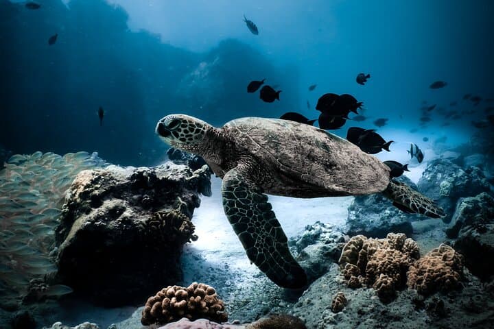 Snorkel with Turtles at Turtle Canyon — Semi-Private Waikiki Tour