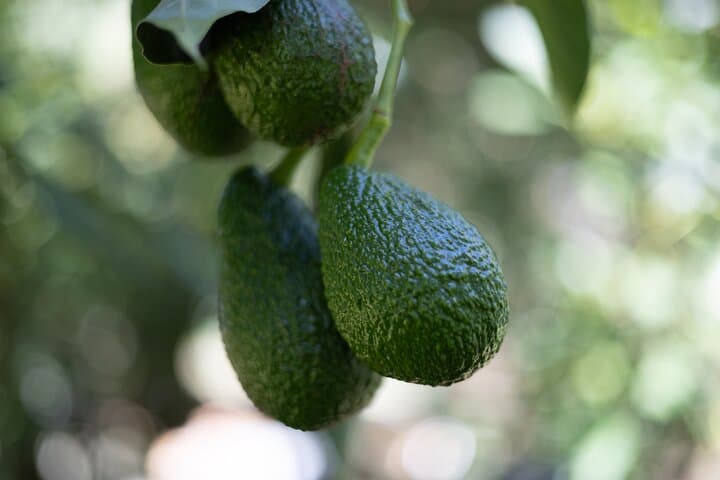 Katikati Avocado Adventure: Orchard Walk, Harvest Demo & Tasting photo 3