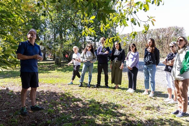 Katikati Avocado Adventure: Orchard Walk, Harvest Demo & Tasting photo 4