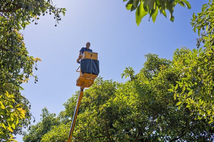 Katikati Avocado Adventure: Orchard Walk, Harvest Demo & Tasting photo 5