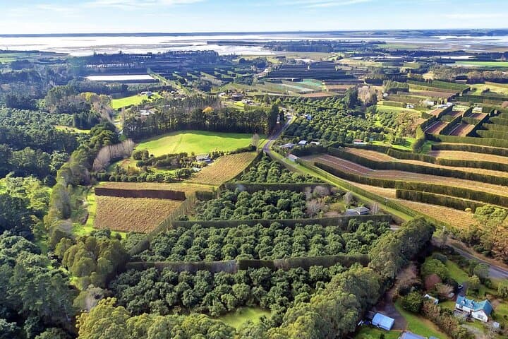 Katikati Avocado Adventure: Orchard Walk, Harvest Demo & Tasting photo 2