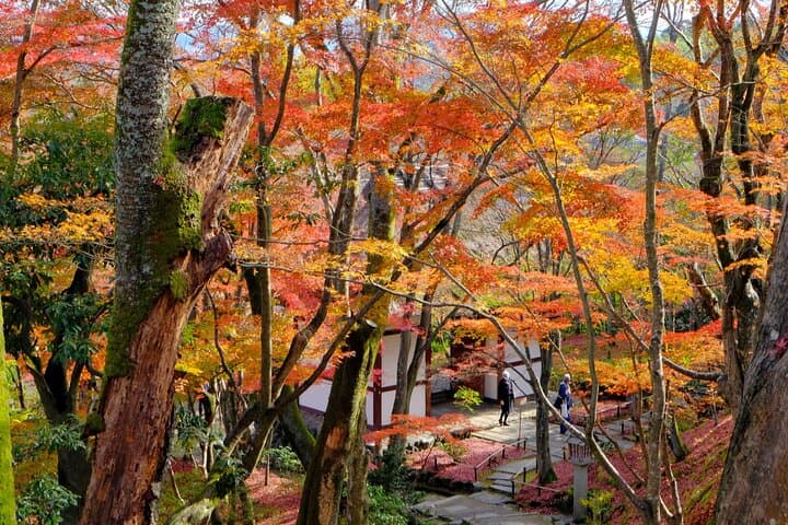 Arashiyama Fall Foliage Walking Tour: Private Autumn Walk Through Bamboo, Temples & Gardens photo 2