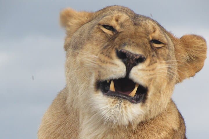 12-Day Kenya and Tanzania Safari: Masai Mara to Serengeti Camping Adventure photo 2